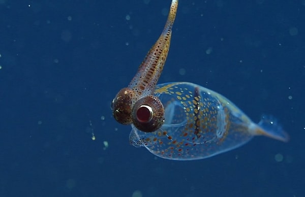 Defending the Deep
